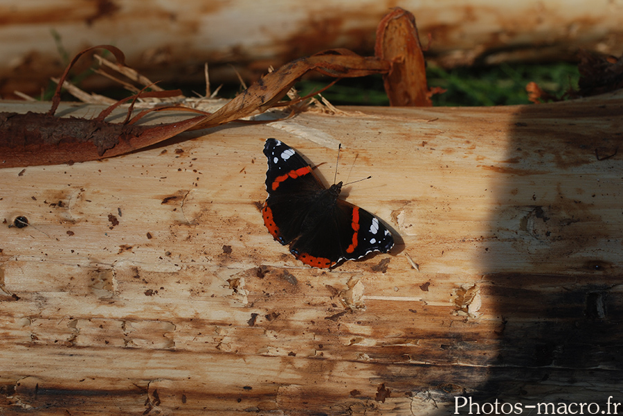 Vanessa atalanta